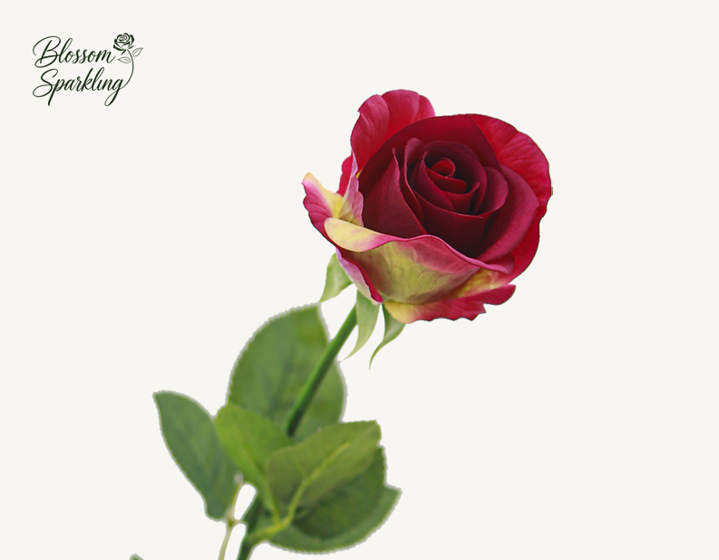 Real Touch Diana Rose
